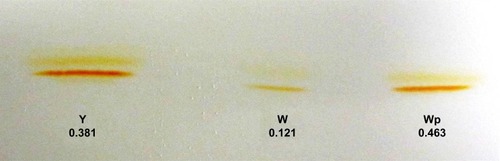 Figure 3 HPTLC analysis of staphyloxanthin in crude methanol extract from Staphylococcus aureus. Crude methanol extracts of staphyloxanthin from the S. aureus white variant (W), the S. aureus white variant co-cultured for 48 hours with Pseudomonas aeruginosa 6611 (Wp), and the S. aureus yellow variant (Y) were analyzed by HPTLC on silica plates (pore size 60 Å). The results indicated a significant difference in pigment-band intensity between the white variant and the white variant co-cultured with P. aeruginosa 6611.Notes: Numbers below the bands represent the absorbance of the crude methanol extracts at A465 (W = 0.121, Wp = 0.463, Y = 0.381). There is ~4-fold increase in absorbance in crude extracts of the white variant after co-culture with P. aeruginosa 6611, indicating substantial increase in pigment production.Abbreviation: HPTLC, high performance thin layer liquid chromatography.