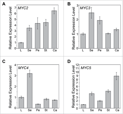 Figure 1. Expression Levels of MYC2, MYC3, MYC4 and MYC5 in Floral Organs. (A-D) Quantitative real-time PCR analyses of MYC2 (A), MYC3 (B), MYC4 (C), and MYC5 (D) in leaves and floral organs of 8-week-old Col-0 wild type using ACTIN8 as the internal control. L, leaf; Se, sepal; Pe, petal; St, stamen; Ca, carpel. Each value is the mean (±SE) of 3 biological replicates.