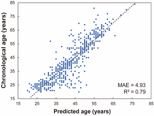 Figure 4. Linear regression scatter plot (Pearson correlation) of predicted age versus actual age based on gut microorganisms and urine metabolites (R2 = 0.79, p < .001). The x-axis shows the predicted age of the volunteers in years. The y-axis shows the actual age of the volunteers in years. Every blue dot displays one sample. The dotted line shows the linear correlation. R2 = coefficient of determination, MAE = mean absolute error in years.
