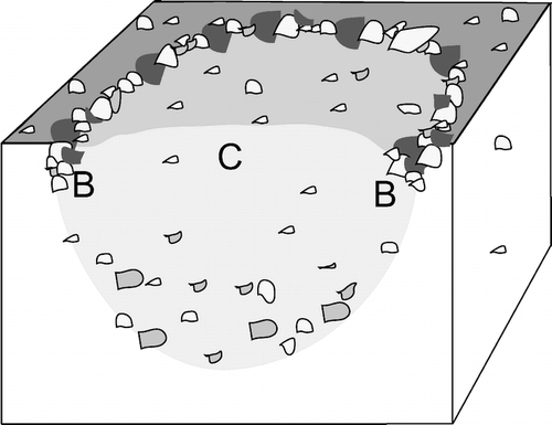 FIGURE 2.  A cross section of a sorted patterned ground feature is shown. The letter C represents the patterned ground center, while the letter B represents border positions. Vegetation cover was sampled at each of the three microsite locations, followed by soil sampling