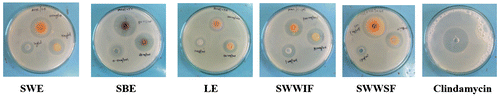 Figure 4. Zone of inhibition of crude extracts against P. acnes.