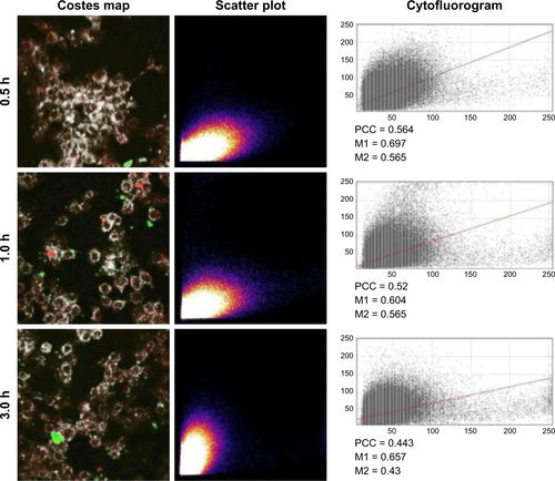 Figure S6 Colocalization of image correlation analysis with ImageJ Costes map, scatter plot and cytofluorogram for the images as shown in Figure S2.Notes: M1 and M2 represent the Manders correlation coefficients. All images were taken with 40× magnification.Abbreviation: PCC, Pearson’s correlation coefficient.