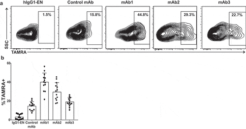 Figure 6. Enhanced DC antigen uptake and processing by immunogenic mAbs. CD14+ monocyte-derived dendritic cells from 13 healthy individual donors were incubated with the therapeutic antibodies and the matched isotype control antibody (hIgG1-EN) in the presence of an activatable fluorescence-quencher probe consisting of goat-anti-human IgG Fab-fragments conjugated with the TAMRA (fluorophore)–QSY7 (quencher) pair. Endocytosis of the internalized antibody was measured by an increase in % TAMRA by flow cytometry. (a) Representative flow plots are gated on live single cells. (b) Scatter plot summarizing the %TAMRA+ from 13 donors incubated with the test antigens, hIgG1-EN, Control mAb, mAb1, mAb2, and mAb3