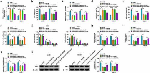 Figure 4. miR-515-5p interference reverses circ-LARP1B absence-induced anti-tumor effects in CSCC cells. (a-k) A431 and HSC-1 cells were transfected with si-NC, si-circ-LARP1B, si-circ-LARP1B + anti-miR-NC or si-circ-LARP1B + anti-miR-515-5p. (a) RT-qPCR was conducted to detect the expression of miR-515-5p in transfected CSCC cells. (b) MTT assay was conducted to assess cell viability. (c) Colony formation assay was used to analyze the colony formation ability of transfected CSCC cells. (d) The apoptosis rate was measured by flow cytometry. (e) Wound healing assay was utilized to analyze the migration ability of CSCC cells. (f) Transwell invasion assay was performed to measure invasion ability of CSCC cells. (g) Cell cycle progression was evaluated by flow cytometry. (h-j) Cell glycolytic metabolism was analyzed using Glucose Uptake Colorimetric Assay kit, Lactate Assay Kit II, and ATP colorimetric Assay kit. (k) The protein expression of HK-2 was measured in CSCC cells by Western blot assay. *P < 0.05, **P < 0.01.