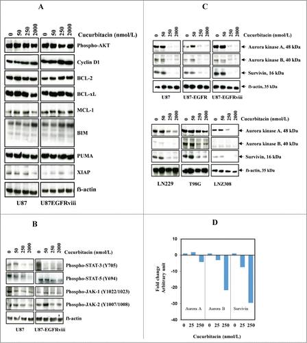 Figure 2. Cucurbitacin inhibits Aurora kinase A, Aurora kinase B and survivin. U87 and U87-EGFRviii (A and B) cells were treated with cucurbitacin (indicated concentration) for 24 h. (C), A panel of 4 glioma cell lines (U87, LN229, T98G and LNZ308) along with EGFR over expressing U87-EGFR-WT (U87-EGFR) and U87-EGFRviii cells were treated with cucurbitacin (indicated concentration) for 24 h. Cell extracts were subjected to Western blot analysis with indicated antibody. (D). U87 cells were treated with cucurbitacin (indicated concentration) for 24 h, after which total RNA was extracted and Aurora kinase A, Aurora kinase B and survivin mRNA levels were quantified by real time PCR as described in the Materials and Methods.