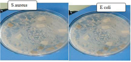 Figure 11. Anti –bacterial activity of dyed fabric.