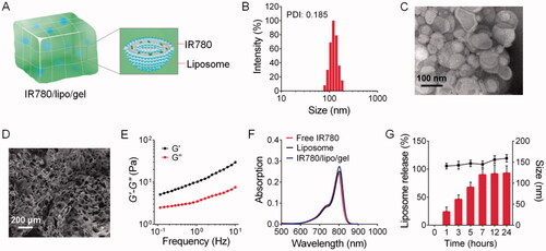 Figure 1. Preparation and characterization of IR780-in-liposome-in-hydrogels (IR780/lipo/gel). (A) Schematic illustration of IR780/lipo/gel. (B) Hydrodynamic size (diameter, nm) and PDI of IR780 liposomes (IR780/lipo). (C) Representative TEM images of IR780/lipo (scale bar: 100 nm). (D) Representative SEM images of IR780/lipo/gel (scale bar: 200 μm). (E) Rheological characterization of IR780/lipo/gel. The storage modulus G′ and loss modulus G″ were plotted logarithmically against frequency (0.1–10 Hz at 37 °C). (F) Absorption spectra of free IR780, IR780/lipo, and IR780/lipo/gel. (G) In vitro release of liposomes from the hydrogel. Data are presented as the means ± SD (n = 3).