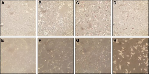 Figure 9 Morphological changes of A549 cells (A–D) and NIH3T3 cells (E–H) under light microscopy at the magnification of 200×.Notes: A549 cells were treated with (A) vehicles, (B) the extract, (C) GM-AuNPs, and (D) GM-AgNPs. NIH3T3 cells were treated with (E) vehicles, (F) the extract, (G) GM-AuNPs, and (H) GM-AgNPs. The cells were treated with three samples (ie, extract, GM-AuNPs, and GM-AgNPs) the concentrations of which were 37.5 μg/mL (based on the extract concentration).Abbreviations: GM-AgNPs, silver nanoparticles green synthesized by mangosteen pericarp extract; GM-AuNPs, gold nanoparticles green synthesized by mangosteen pericarp extract.