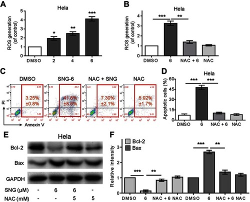 Figure 2 Sanguinarine (SNG) induces ROS accumulation and ROS-dependent apoptosis in HeLa cells. (A) Intracellular ROS generation dose-dependently induced by SNG (2, 4, and 6 μM) was measured in HeLa cells by staining with DCFH-DA (10 μM) and flow cytometry analysis. HeLa cells were treated with SNG for 3 hrs. (B) Effect of NAC (5 mM) pretreatment of 2 hrs on ROS levels. Then, Intracellular ROS generation was measured by flow cytometer. (C) HeLa cells were preincubated with or without NAC (5 mM) for 2 hrs before exposure to SNG at the indicated concentrations (2, 4, and 6 μM) for 24 hrs. Percentage of cell apoptosis was determined by Annexin-V/PI staining and flow cytometry. Similar results were obtained in three independent experiments. (D) The percentage of apoptotic cells in the treatment groups was quantified. (E) Expression of apoptosis-related proteins Bcl-2 and Bax was determined by Western blot after treatment with SNG (6 μM) or SNG (6 μM) + NAC (5 mM) pretreated or NAC (5 mM) for 18 hrs in HeLa cells. GAPDH was used as internal control. (F) Quantification of data presented in panel E. All images shown here are representative of three independent experiments with similar results. Data are shown as mean ± SEM (n=3) (*P<0.05, **P<0.01, ***P<0.001).