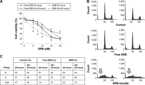 Figure 6 Cytotoxicity of SRB-loaded Pluronic® (poloxamer) P123/F127 mixed micelles vs free SRB.Notes: (A) Cell viability measured with the MTS assay in MDA-MB231 cells incubated with increasing concentrations of SRB free or loaded in micelles for 24 or 24+24 hours. Data are mean values ± standard deviation of at least three independent experiments carried out in triplicate. *P<0.05, **P<0.001 SRB micelles vs free SRB 24 hours; ##P<0.001 SRB micelles vs free SRB 24+24 hours (Student’s t-test). (B) Representative cell-cycle histograms showing the appearance of a hypodiploid populations (gray arrows) in the samples treated with SRB micelles. (C) Summary of cell-cycle analysis.Abbreviations: SRB, sorafenib; MTS, 3-(4,5-dimethylthiazol-2-yl)-5-(3-carboxymethoxyphenyl)-2-(4-sulfophenyl)-2H-tetrazolium.