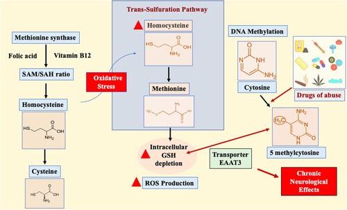 Figure 2. Excitatory amino acid transporter 3 (EAAT3)-mediated role of redox and DNA methylation in drugs of abuse. The S-adenosylmethionine (SAM)-to-S-adenosylhomocysteine (SAH) ratio is critically dependent on folic acid, and vitamin B12 controls methionine synthase (MS) activity. During oxidative stress, MS action is inhibited, resulting in the shift of the substrate homocysteine to the trans-sulfuration pathway to produce methionine. The increase in homocysteine levels depletes intracellular glutathione (GSH). However, in exceptional cases such as adult cortical neurons, cysteine is moved intracellularly by the excitatory amino acid transporter 3 (EAAT3), balancing cellular redox balance and DNA methylation reactions. The inhibition of EAAT3 activity causes neurodegeneration due to disturbances in redox and DNA methylation balance.