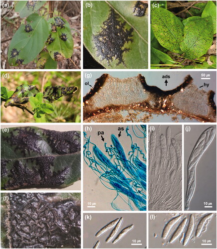 Figure 1. Tar spots of Lonicera japonica associated with Rhytisma lonicericola. (a, b) Tar spots on the leaf surface in autumn. (c) Small newly infected tar spots in spring. (d) Prominent tar spots on overwintered leaves in May. Note the disease-free, newly expanded leaves. (e) Tar spots on overwintered leaf surface. (f) Opened ascostroma on the leaf surface, exposing the hymenia. (g) Ascomata in vertical section. ads = adaxial leaf surface, ol = outer layer of the stroma, hy = hymenium. (h) Hymenial layer of an ascoma. as = ascus, pa = paraphysis. (i, j) Asci with ascospores. (k, l) Ascospores.