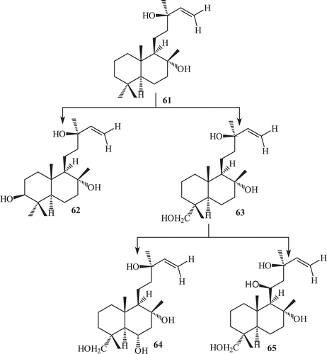Scheme 21.  Metabolism of 61 by Rhizopus stolonifer.