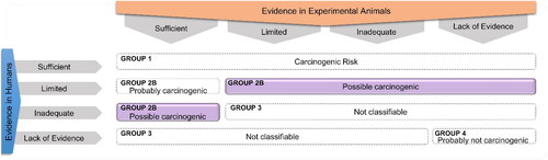 Figure 1. Scheme of the International Agency for Research on Cancer (IARC) monographs evaluation of carcinogenic hazard of mycotoxins, being highlighted the OTA evaluation.