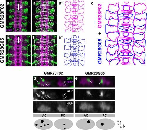 Figure 22. GMR28F02 and GMR28G05 label two distinct subsets of commissural longitudinal neurons.