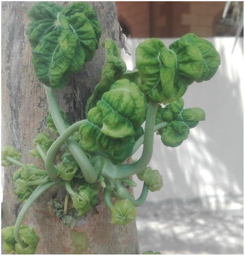 Fig. 2 Naturally infected Carica papaya plant showing symptoms including leaf curling, green vein-banding, thickening and chlorosis.