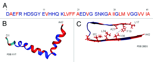 Figure 2. Aβ1–42 peptide showing monomer-oligomer interaction sites. (A) Aβ1–42 sequence. Monomeric Aβ has been shown to interact with oligomeric forms of Aβ at the residues indicated in red.Citation23 (B) Three dimensional structure of Aβ1–42 based on liquid NMR. Interaction sites between monomer and oligomer are again displayed in red within the three dimensional monomer.Citation47 (C) Three dimensional structure of amyloid Aβ1–42 based on solid state NMR, showing core region β sheet residues 17–42.Citation22 The monomer-oligomer interaction sites are again shown in red with known hydrophobic interactions demonstrated as side chains. Residues 1–16 remain as a flexible N-terminus in this amyloid model and so the three N-terminal sites of oligomer interaction cannot be mapped onto this model. The remaining oligomer interaction sites are all within the amyloid core region, wih the highest correlation being between the two main aggregation motifs LVFFA and GxxxG.