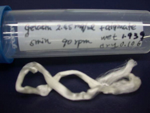 Figure 2.  Photo of alginate/gelatin fiber obtained from wet spinning with draw ratio of 3.14.