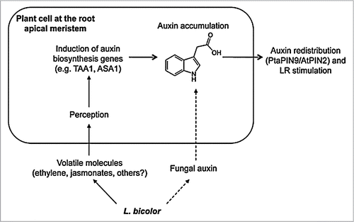 Figure 2 Hypothetical model of early L. bicolor/root signaling. The fungus releases some volatiles in addition to small amounts of auxin. Volatiles such as ethylene and jasmonate may be perceived by plant cells therefore activating the transcription of auxin biosynthesis genes, for instance Anthranilate synthase ASA1 or Tryptophane Amino Transferase TAA1. The activity of these genes could increase endogenous auxin levels in root apex. If present, fungal auxin may enrich this pool additionally. Increasing auxin levels may activate polar auxin transport and control redistribution of auxin, which will lead ultimately to LR stimulation.