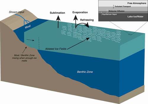 Figure 2. Cross section of a dry valley lake as it would typically appear during the austral summer, depicting mechanisms of latent heat flux and possible isotopic fractionation type.