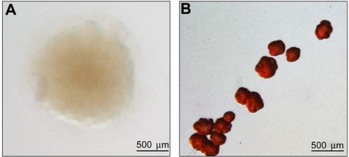 Figure 1 The Pseudomonas aeruginosa SCV phenotype.Notes: Photographs of P. aeruginosa strains grown on LB agar containing 0.004% Congo Red dye for 24 hours at 37°C. (A) Wild-type P. aeruginosa PA01 forms flat, slightly wrinkled colonies. (B) The SCV strain ΔyfiRCitation12 forms small, rugose colonies that adhere strongly to surfaces and bind tightly to Congo Red. Photographs courtesy of Sebastian Pfeilmeier.Abbreviations: LB, Lysogenic broth; SCV, small colony variant.