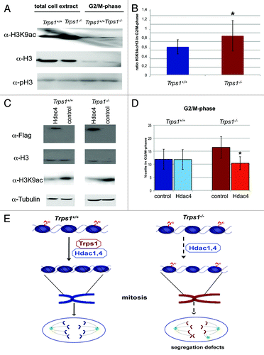 Figure 7. Overexpression of Hdac4 rescues the G2/M-phase delay in Trps1-/- chondrocytes. (A and B) The level of H3K9ac in FACS sorted G2/M-phase cells after staining with DyeCycle green was quantified by western blot analysis (A). Acetylation is increased in unsorted (total cell extract) and isolated, G2/M-phase Trps1-/- chondrocytes. α-pH3 detection confirms enrichment of G2/M-phase cells. (B) The level of H3K9 acetylation in relation to total H3 is increased in sorted G2/M-phase cells (n =3; p* < 0.05). (C and D) Wild-type and Trps1-/- primary chondrocytes were transfected with a Flag-tagged Hdac4 and the overexpression was confirmed by western blotting (C). Cell cycle progression was analyzed by flow cytometry after BrdU and 7-AAD labeling. Hdac4 overexpression decreases H3K9 acetylation in Trps1-/- chondrocytes similar to wild-type levels, while H3 levels were not altered. (D) Hdac4 overexpression rescued the increased proportion of G2/M-phase cells in Trps1-/- mutants, but had little effect on wild-type chondrocytes (n =3; p* < 0.05). (E) Interaction of Trps1 with Hdac1 and Hdac4, or a complex of both, increases the histone deacetylase activity on histone H3. Loss of Trps1 reduces Hdac activity, thereby leading to hyperacetylated chromatin and disturbed chromatin condensation. Subsequently, chromosome segregation is impaired.