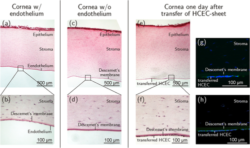 Figure 7. Sagittal sections of porcine corneas. (a), (b) The corneal endothelium can be seen as a monolayer of squamous cells at the posterior corneal side before de-endothelialization. (c), (d) After removal of the porcine endothelium the bare Descemet’s membrane is visible. (e), (f) One day after transfer of HCEC-sheets onto de-endothelialized corneas the cells appeared attached to Descemet’s membrane as a confluent monolayer. Positive immunohistochemical staining against ZO-1 (g) and Na+/K+-ATPase α1 (h) of transferred HCEC-sheets shown in green (Alexa Fluor®488), nuclei are displayed in blue (DAPI). n = 3.