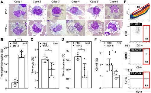 Figure 6 Stimulation of TNF-α causes thrombophagocytosis accompanied by the presence of monocyte activation in whole blood (WB) at 24 h post-incubation. Without DENV co-culture, exogenous administration of recombinant hTNF-α (100 ng/mL) was added to the ex vivo culture of WB for 24 h. (A) Image analysis, shown by an oil immersion field (100 × objectives), was performed using the Wright-Giemsa stain to show the induction of thrombophagocytosis in six cases (N = 6). The representative image was selected from three microscopic observations in the fields. (B) The percentages of thrombophagocytosis were calculated in the counting area with a high-power field (40 × objectives) as the mean ± SD. PBS was used as a control. With or without hTNF-α treatment, the CBC test monitored the percentages of monocytes (C) and thrombocytes (D) (N = 6). (E) Additionally, immunostaining followed by flow cytometric analysis showed monocyte activation, characterized by the decrease in CD163. R1, region of white blood cell (WBC). R2, region of CD14 positive (CD14+) cells. R3, region of CD163 positive CD14+ monocytes. (F) The percentages of CD163 positive cells were calculated. The results are a percentage of the mean ± SD obtained from six cases (N = 6). * p < 0.05 and *** p < 0.001.