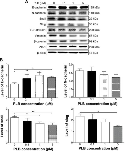 Figure 24 Dose-effect of PLB on the expression level of selected EMT markers in DU145 cells.