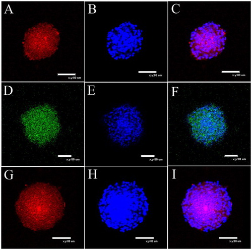 Figure 2. Immunocytochemical characterization of NCSCs. (A) Expression of NSCs marker MAP2. (C) Colocalization of nuclear stains DAPI and MAP2. (D) Expression of marker from immature and undifferentiated cells Nestin. (F) Colocalization of nuclear stain DAPI and Nestin. (G) Most of emigrated cells express stem cell marker Pax6. (I) Colocalization of nuclear stain DAPI and Pax6. (B), (E) and (H) are nuclear stain DAPI. Scale bars = 80 μm.