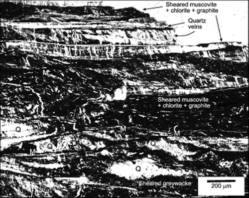 Figure 5  Photomicrograph (transmitted light) of the sheared margin of a greywacke boudin in the black shear zone within the broken formation block. Greywacke is at the base, and material added and recrystallised during shearing is at the top. Black material is variably sheared rock with metamorphic graphite, rutile, muscovite and chlorite. White material is quartz (Q) and/or coarse-grained metamorphic muscovite (M). The metamorphic muscovite, chlorite and graphite impart a shear foliation (horizontal) to the rock. This is cut by late-stage quartz veins.