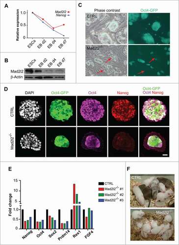 Figure 1. Instability and differentiation of Mad2l2−/− ESCs in LIF/serum. (A) RT-qPCR analysis of Mad2l2 and Nanog mRNA in ESCs and differentiating embryoid bodies (EBs). Representative data of 3 replicates are shown, (B) Western blot analysis of Mad2l2 and Nanog protein expression in ESCs and differentiating EBs. Representative data of 3 replicates are shown. (C) Phase contrast images and their corresponding Oct4-GFP expressions in heterozygous control (CTRL) versus Mad2l2−/− ESCs. Red arrows point to Oct4-GFP negative epithelial differentiating cells in Mad2l2−/− ESC cultures grown in LIF /serum medium; see also the Figure S1A for other knockout line. (D) Immunofluorescent staining of CTRL and Mad2l2−/− ESCs grown in LIF /serum with antibodies against Oct4 and Nanog. Note that differentiating cells in the periphery of a Mad2l2−/− colony lack expression of Nanog and Oct4 and undifferentiated cells at the center of Mad2l2−/− colony expressed Nanog only poorly. Scale bar 25 μm. See also Figure S1C. (E) RT-qPCR analysis of pluripotency-associated gene expression in 3 independent knockout ESC lines in comparison to CTRL ESCs grown in LIF /serum. Expression levels were normalized to Gapdh and then to a heterozygous ESC line as control. The error bar represents the mean ± SEM. (F) Mad2l2−/− ESCs grown in LIF/serum fail to generate chimeric pups. A representative picture of 5 different litters obtained from embryo injection of each cell line is shown. The same result was observed in the injection of 2 other knockout lines (Table S4 and data not shown).