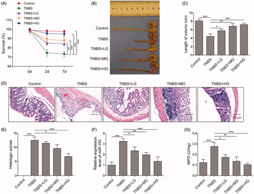 Figure 6. ART alleviated inflammatory response in mice with UC by reducing the expression of miR-155. (A) Mice survival rate during the ART treatment. (B, C) Colon length of mice. (D) H&E staining of colon tissues. (E) Histological score of colon tissues after H&E staining. (F) The expression of miR-155 was detected by qRT-PCR. (G) The activity of MPO. Data were presented as mean ± SD. ns: not significant; *p < 0.05; **p < 0.01; ***p < 0.001.