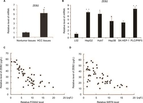 Figure 7 The negative correlation between the expression of ZEB2 and FOXA2 or SIRT6.Notes: (A) mRNA level of ZEB2 was analyzed in the relative HCC tissues and adjacent noncancer tissues. (B) mRNA level of ZEB2 was analyzed in immortalized normal liver epithelial cells L02 and five HCC cell lines (HepG2, Huh7, Hep3B, SK-HEP-1, and PLC/PRF5). The data were represented as mean ± SD. *P<0.05, **P<0.01. (C) The correlation between the expression of FOXA2 and ZEB2 was measured in the HCC tissues. (D) The correlation between the expression of SIRT6 and ZEB2 was measured in the HCC tissues.Abbreviations: CCK-8, cell counting kit-8; HCC, hepatocellular carcinoma; SIRT, sirtuin.