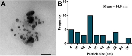 Figure 8 TEM examination and size distribution of SNPs.Notes: (A) TEM micrograph exhibiting the spherical shape of SNPs with size range of 8.5 to 26.44 nm. Scale bar, 50 nm. (B) SNPs size distribution from TEM analysis, with average size of 14.9 nm.Abbreviations: TEM, transmission electron microscope; SNPs, silver nanoparticles.