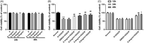 Figure 1. SBD promoted PC12 cells viability after OGD/R injury. (A) PC12 cells were incubated with different concentrations of SBD (0.1–0.8 mg/ml) for 24 h. Cell viability was measured using MTT assay. (B) PC12 cells were pretreated with different concentrations of SBD (0.1–0.8 mg/ml) for 24 h and then were subjected to OGD/R injury. Cell viability was detected using MTT assay. **p < .01 compared to Normal group. ##p < .01 compared to DMSO + OGD/R group. (C) PC12 cells were pretreated with 0.4 mg/ml SBD for different times (12, 24 and 48 h), followed by OGD/R injury. Cell viability was measured using MTT assay. NS: no significance; *p < .05 compared to 12 h. Data presented as mean ± SD (n = 3).