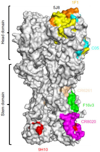 Figure 4 Epitopes for bNAbs on influenza virus HA protein.