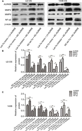 Figure 4 Western blot analysis was carried out to determine the levels of AURKB, NF-κβ p65, MMP2 and MMP9 in transfected/infected U2-OS (left) and 143B (right) cells. (A) the strip of Western blot. (B) The result of relative expression of protein in U2-OS cells. (C) The result of relative expression of protein in 143B cells.Note: Mean ± SD; n=6/group. *P<0.05, **P<0.01, ***P<0.001.Abbreviations: AURKB, Aurora-B; NC, negative control; OS, osteosarcoma.