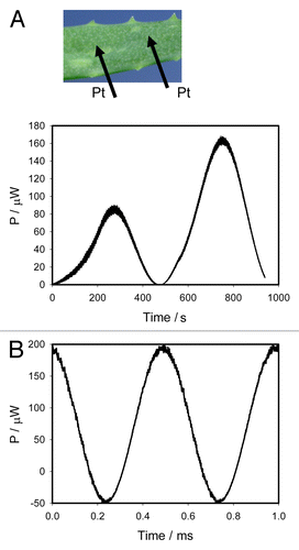 Figure 4. Electrical power P vs. time t estimated from Figure 3. Frequency of sinusoidal voltage scanning was 0.001 Hz (A) and 1000 Hz (B). Position of Pt electrodes in a leaf of Aloe vera is shown.