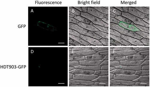 Figure 4. Sub-cellular localization of PtHDT903 in epidermal onion cells transformed with the vector containing the GFP reporter gene (A–C) and the HDT903-GFP infusion gene (D–F). Note: The photographs were taken in the dark field for green fluorescence (A and D), under bright light for cell morphology (B and E) and in combination (C and F). Scale bars: 100 µm.