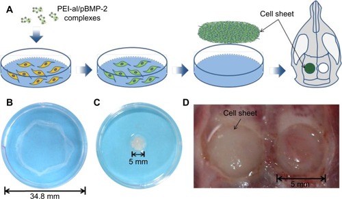 Figure 1 Fabrication of BMP-2-producing cell sheet and surgical schematic. (A) A schematic presentation of the fabrication procedure for the cell sheet and the surgical procedure. (B) Cultured BMSCs were lifted as a cell sheet using a scraper. (C) The cell sheet was folded to adapt the shape of the calvarial defect. (D) Two 5 mm diameter defects were prepared at the calvarial area of a rat, and the cell sheet was transplanted into the defect.Abbreviations: BMSCs, bone marrow mesenchymal stem cells; PEI–al/pBMP-2, polyethylenimine–alginate/plasmid of bone morphogenetic protein 2; BMP-2, bone morphogenetic protein 2.