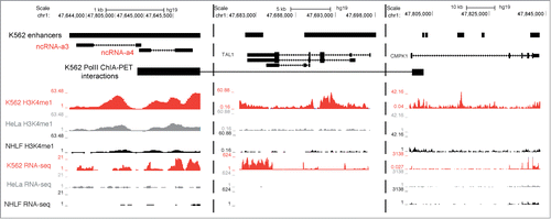 Figure 4. PreSTIGE prediction of enhancers overlapping activating ncRNAs. A tissue-specific enhancer is predicted in K562 cells that overlap previously identified activating ncRNAs ncRNA-a3 and ncRNA-a4 shown to target TAL1 and CMPK1, respectively. Predicted enhancers are shown as black boxes (K562 enhancers). The ENCODE annotated transcripts are shown for discontinuous regions of the locus. See scale bar and coordinates. K562 PolII ChIA-PET data are from Li et al.Citation22 as deposited in the UCSC genome browser, and show interacting regions as experimentally determined. Additionally, H3K4me1 and RNA sequencing data from ENCODE are shown for representative cell lines.