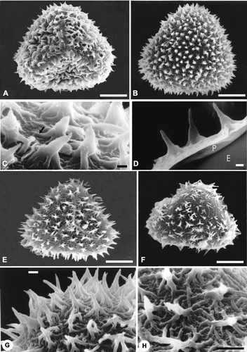Figure 2 SEM micrographs ofAdiantopsis chlorophylla (Sw.) Fée and A. radiata (L.) Fée. A–D. A. chlorophylla. A. A spore in proximal view. The ornamentation is echinate. The laesurae are short and are evident on the perispore surface. B. A spore in distal view. The ornamentation is echinate. Many processes are fused. The elements of the ornamentation are densely distributed. C. Detail with a higher magnification of the echinate distal surface; the echinae are robust, their tips show varieties of shapes, while bases are wide and uniform. The echinae bases are complex and consist of rodlets fused that form a net (arrow). D. Detail of a fracture through the perispore (P). Below the perispore the exospore (E) is evident. It has a slightly rugulate surface. The two levels of the perispore are clearly distinguished: a basal level formed of a thin layer adhered to the exospore with rodlets, and a high level composed of echinae. E–H. A. radiata. E. A spore in proximal view. The ornamentation is echinate and the surface between echinae has a complex net of rodlets. The laesurae are short. F. A spore in distal view with ornamentation similar to the proximal face. G & H. Details of the distal surface at a higher magnification. G. The echinae are thin and acute, their bases are formed of radial rodlets fused to those of contiguous processes. H. In the basal level between the rodlets there are spherical elements of varied sizes. Scale bar – 10 µm (A, B, E, F, H); 1 µm (C, D, G).