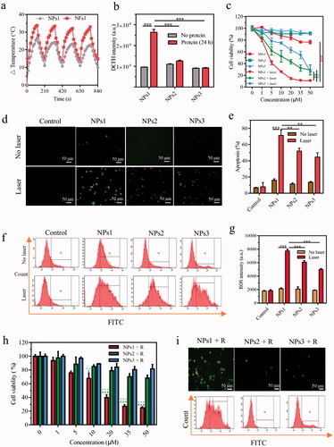 Figure 3. The therapeutic effect of different NPs in vitro. (a) Temperature variation of NPs1 and NFs1 (NPs1 incubation with αvβ6 protein for 24 h) during four irradiation-cooling cycles (laser irradiation for 120 s, and then cooling for 90 s). The concentration of NPs1 and NFs1 was 50 μM. (b) ROS generation of different NPs (20 μM) with/without αvβ6 protein by using DCFH fluorescence probe after irradiation for 30 s (excitation wavelength = 488 nm). (c) Cell viability of HT-29 cancer cells after incubation with different NPs for 8 h, with irradiation (30 s) or not. The fluorescence images (Green color: apoptosis cells; Red color: necrosis cells) (d) and quantitative analysis (e) of apoptosis cells after treatment with different NPs (20 μM) for 8 h, then irradiation for 30 s or not. The excitation wavelengths of FITC and PI were 488 nm and 535 nm, respectively. Cellular ROS generation via flow cytometry (f) and relative quantitative analysis (g). DCFH-DA Cellular Reactive Oxygen Assay Kit was used to detect ROS after treating cancer cells with different NPs for 8 h with/without irradiation for 30 s (excitation wavelength = 488 nm). (h) Cell viability of long-term retention of NPs. Treating cancer cells with different NPs for 8 h, and replaced with a new flesh medium for 16 h prior to irradiation for 30 s, then the viability of the cells were assayed by MTT. (i) Apoptosis and ROS generation of long-term retention of NPs. Before irradiation for 30 s, cancer cells were treated with different NPs for 8 h plus another 16 h with fresh medium. Using an inversion microscope to detect apoptosis, and flow cytometry to detect ROS generation. The irradiation powder density remained at 0.4 W/cm2 in these experiments. Data were presented as mean ± s.d. (n = 3, *P < .1, **P < .01, ***P < .001).