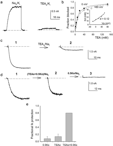 Figure 4. TEAo block and inhibition of GK drop. (a) Left panel, control IK evoked by a 0 mV/30 ms pulse applied from −80 mV in Nao/Ki solutions. Right panel, IK recorded upon bathing the same cell with 145 mM TEAo solution (see Methods), ~80% of IK was blocked. (b) Fractional TEAo block vs. [TEAo]. Fraction blocked = 1-(I([TEA])/Io), where I([TEA]) is IK amplitude in the presence of the indicated [TEA], Io is the corresponding control IK. Closed circles: test pulse = 0 mV; open circles: test pulse = +60 mV. The lines are the fit of the points with a Michaelis-Menten equation with Kd(0 mV) = 10.8 mM, or Kd(+60 mV) = 14.5 mM. Inset: Kd vs. Vm. Kds are the best fit parameters of the corresponding Michaelis-Menten curves. The line is the fit of the points with a Woodhull equation: Kd(Vm) = Kd(0)*exp[zd(F/RT)*Vm]; with parameters d = 0.12, Kd(0 mV) = 10.5 mM, z = +1; F,R,T have their usual meaning. (c) TEAo inhibition of GK collapse in 0 K+. Left panel: Control IK evoked by a 0 mV/30 ms pulse, applied from −80 mV, in 30Ko/Nai solutions (labeled 1). Right panel: IK left after immersing the cell in, 0 K+, TEAo solution (TEAo/Nai) for 5 min, with Vm constant at −80 mV (trace labeled 2, see Methods). (d) TEAo inhibition of GK collapse in the presence of 0.5 mM Ko+. Left panel: Control IK recorded as in C (labeled 1). Middle panel: IK left after superfusing the cell for 5 min with TEAo solution containing 0.5 mM [Ko+], with Vm at −80 mV (labeled 2). Right panel: IK left after the subsequent exposure of the same cell in 2 to Nao (0 TEA) solution, containing 0.5 mM [Ko+], at −80 mV (labeled 3). (e) Fractional IK protection after bathing the cells for 5 min in the indicated solutions