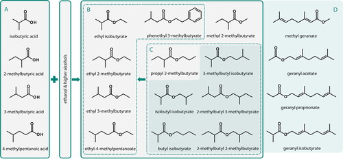 Figure 1. Graphical summary of the chemical structures, formation, and degradation reactions of hop-derived esters in beer. Some esters found in hoppy beer (B) can be formed by esterification of hop-derived monocarboxylic acids (A) or by transesterification hop-derived esters (C). Esters typically found in hop oil (D) also include several geranyl-esters.