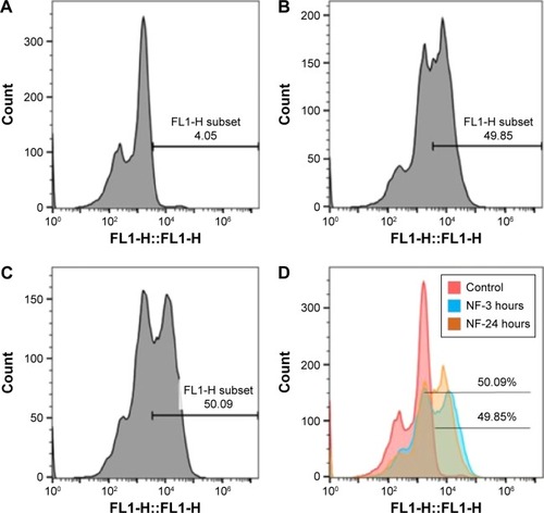 Figure 4 Quantitative analysis of uptake of FITC-tagged MNPs + TIMP1 NF in SK-N-MC cells using the flow cytometry.Notes: SK-N-MC cells were exposed to 5 μg of FITC-labeled MNPs + TIMP1 NF for 3, 6, 12, and 24 hours. Uptake of the NF was measured by the fluorescence in the SK-N-MC cells using the flow cytometry. For each sample, 10,000 events were collected, and cells were gated based on the cells without NF (pink-line histogram) or control (A). Colored histograms show cells positive for NF with shifted mean fluorescence intensity compared to controls. The representative figures for uptake at 3 hours (B) and 24 hours (C) are presented. Histograms represent cells treated with 5 μg of FITC-tagged NF for 3 hours (blue) and 24 hours (orange) (D), which show 49.85% and 50% cells are positive for MNPs + TIMP1 NF, respectively, when compared with the untreated cells. Histograms show an overlay for time points (3 and 24 hours) (D).Abbreviations: FITC, fluorescein isothiocyanate; TIMP1, tissue inhibitor of metalloproteinase-1; NF, nanoformulation; MNPs, magnetic nanoparticles.