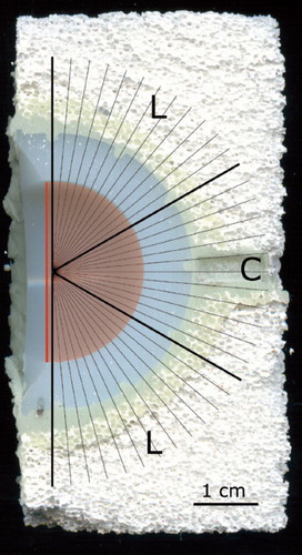 Figure 3. The template with test lines placed on a sample of ceramic. Note the close contact between the unflanged cup and the ceramic. Lateral segments are labeled L, and the central segment C.