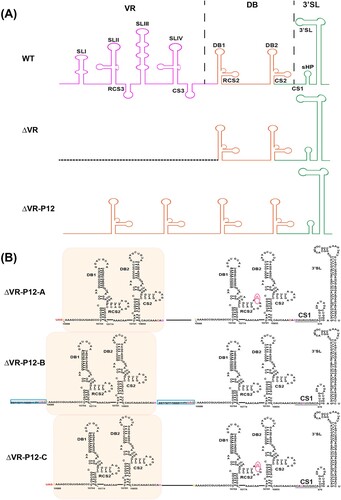 Figure 4. Diagram of 3′ UTR structure and sequences of passaged ΔVR-P12-A/B/C viruses. (A) Schematic of the 3′ UTR structure of JEV WT, ΔVR and ΔVR-P12 viruses. (B) Detailed 3′ UTR sequences of the representative clone of ΔVR-P12-A/B/C viruses were presented. There was a G10760A site mutation in the second DB1 structure in ΔVR-P12-A/C viruses, and there was an additional 19 nucleotides duplication within the C-terminus of NS5 in ΔVR-P12-B virus.