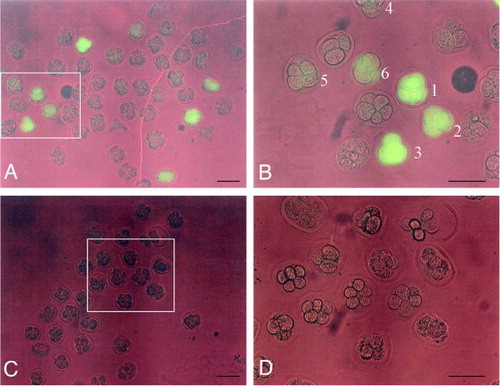 Figure 2.  Fluorescence in 8-cell embryos recovered from oviducts 1 day after GTOVE. A) Embryos recovered from both oviducts of GTOVE-treated mouse #3 were inspected for fluorescence under a fluorescence microscope. B) Magnified view of the box region shown in (A). Note the variation in fluorescence intensity among embryos. For example, embryos #1–3 exhibit brighter fluorescence than embryos #4–6. C) Embryos recovered from both oviducts of the control female mouse #7. D) Magnified view of the box region shown in (C). Note that no fluorescence is apparent in control embryos. GTOVE: gene transfer to the oviductal epithelium and subsequent in vivo electroporation; A–D) observed under light + UV illumination. Scale bars = 100 µm.